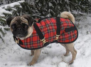 Where to Find a Dog Coat<