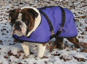 English Bulldog Coat