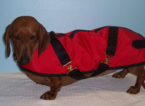 Dachshund Coats