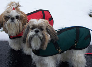 Dachshund Coats