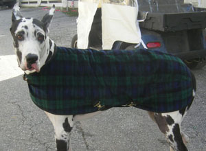 Great Dane Coats