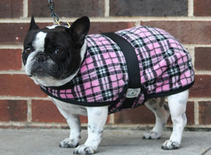 French Bulldog Coats