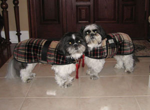 Dachshund Coats