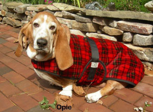 Basset Coats