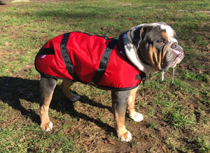 English Bulldog Coat