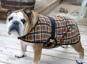 English Bulldog Coat