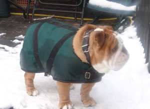 English Bulldog Coat