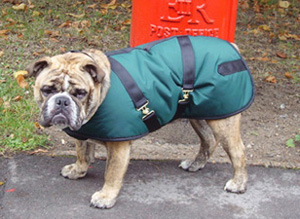 English Bulldog Coat