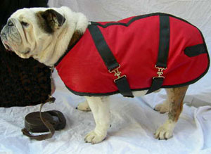 English Bulldog Coat