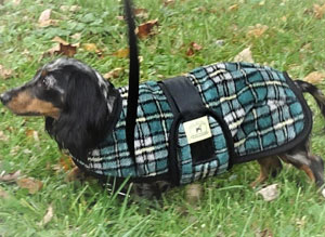 Dachshund Coats