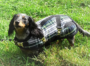 Dachshund Coats