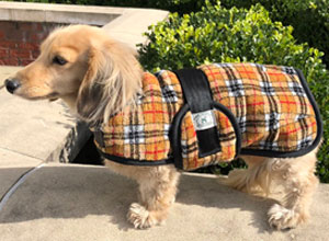 Dachshund Coats