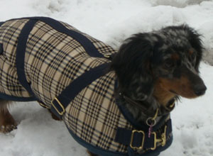 Dachshund Coats