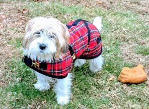 Dachshund Coats