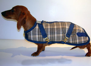 Dachshund Coats