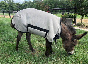 Foal Blanket