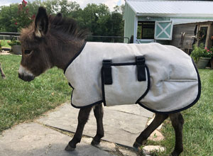 Foal Blanket