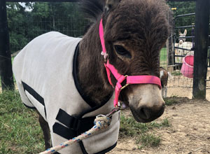 Foal Blanket