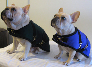 French Bulldog Coats