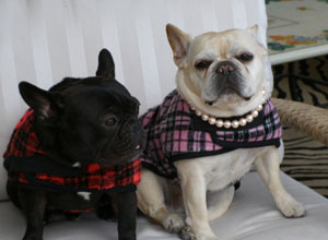 French Bulldog Coats