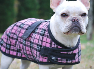 French Bulldog Coats