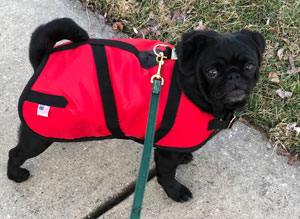 French Bulldog Coats