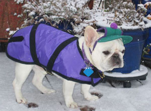 French Bulldog Coats