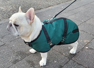 French Bulldog Coats