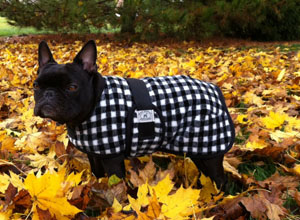 French Bulldog Coats