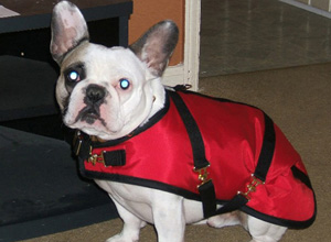 French Bulldog Coats