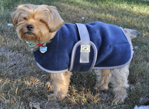 Dachshund Coats